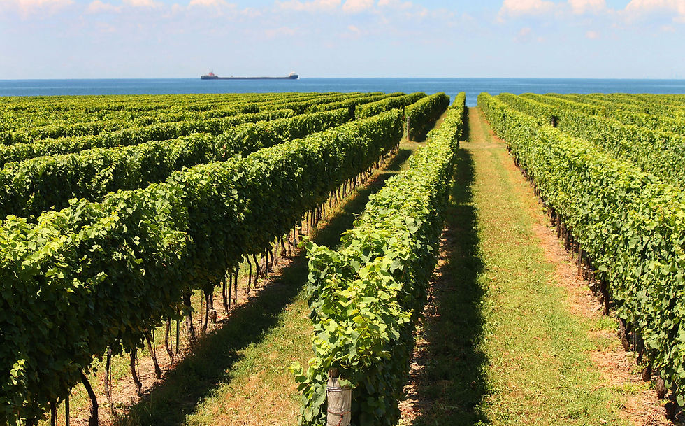 Niagara Wine region