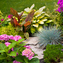 Dahlias, zinnias, hydrangeas, peonies, and snapdragons are the summer flowers worth planting right now, and here's exactly how to grow them across Canada.
