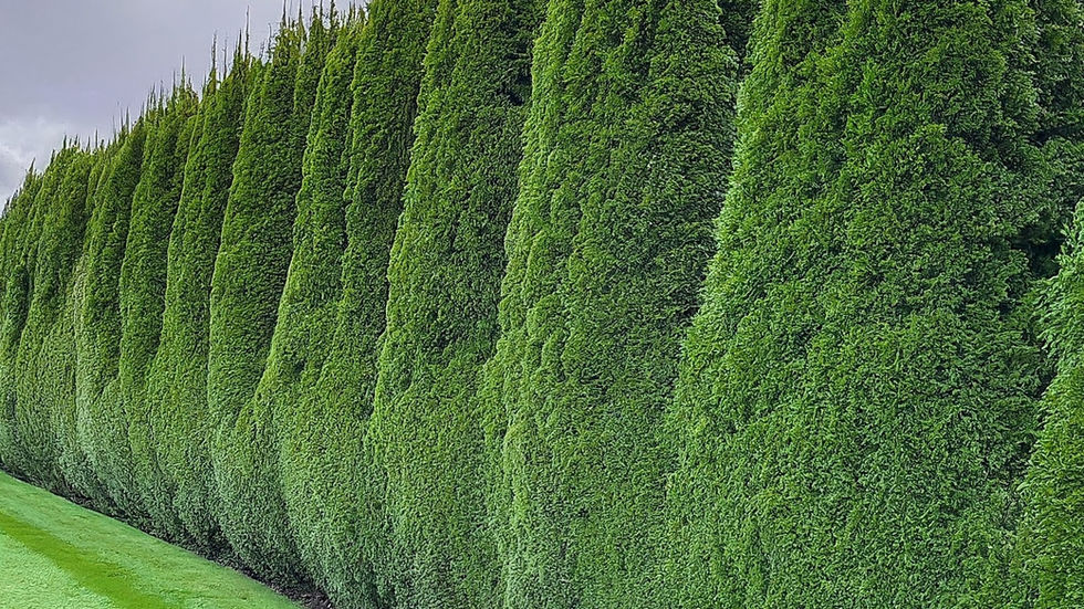 The Hedge Plants That Make a Garden Feel Like It Was Always Meant to Look This Way