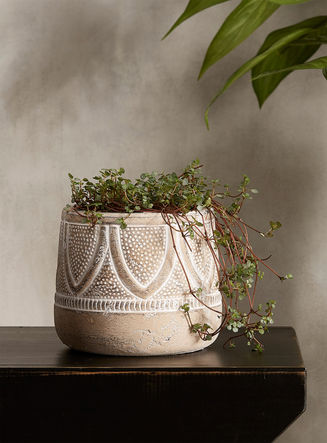 Altiplano planter5.5 