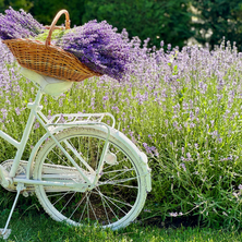 10 Best Perennial Flowers to Gift Mom This Mother’s Day, Our guide to zero-waste gifting ensures Mom’s garden stays beautiful year after year—without the fleeting waste of a cut bouquet.