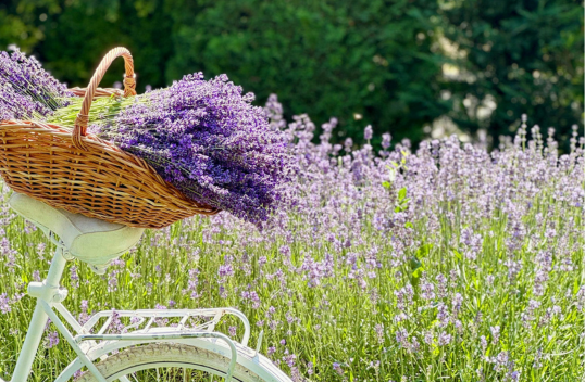 10 Best Perennial Flowers to Gift Mom This Mother’s Day