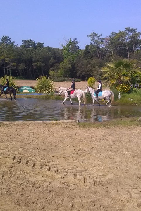 Stage Et Cours équitation île De Ré Les Ecuries Du