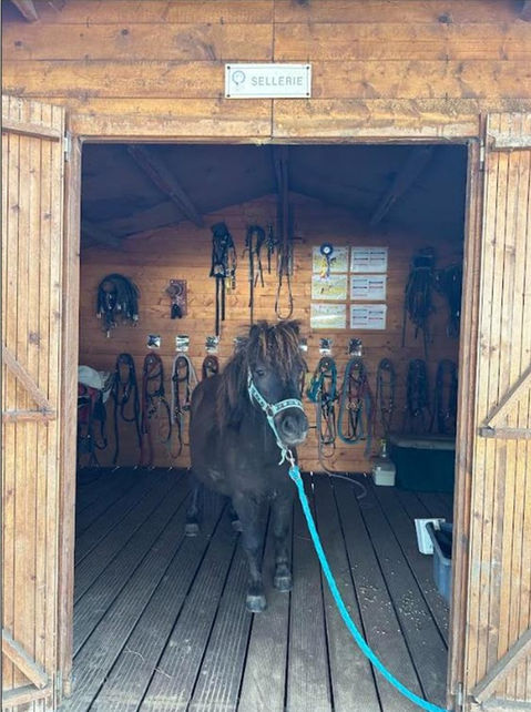 Hulk vous présente la sellerie des poneys et shetlands