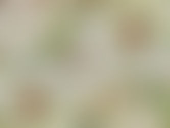 Explore the Beauty of Banksia Watercolour Design