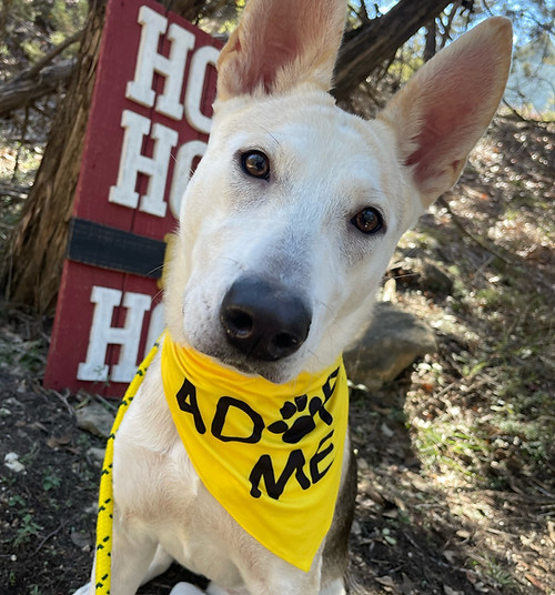 JGO's Lucky Dog Austin Dog Boarding