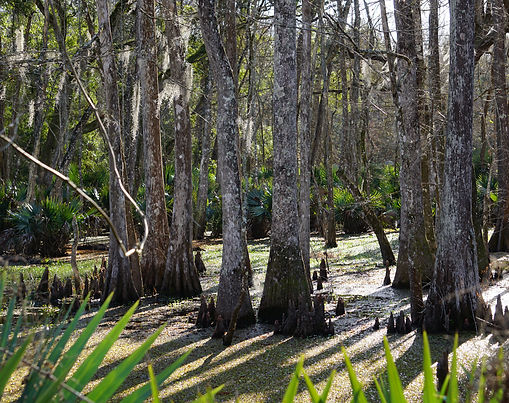 Palmetto Island State Park