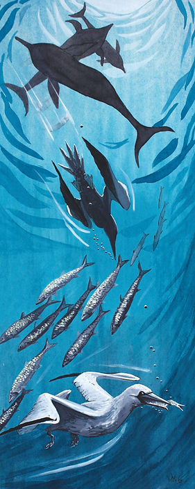 Gannets 2 small jpegwix.jpg