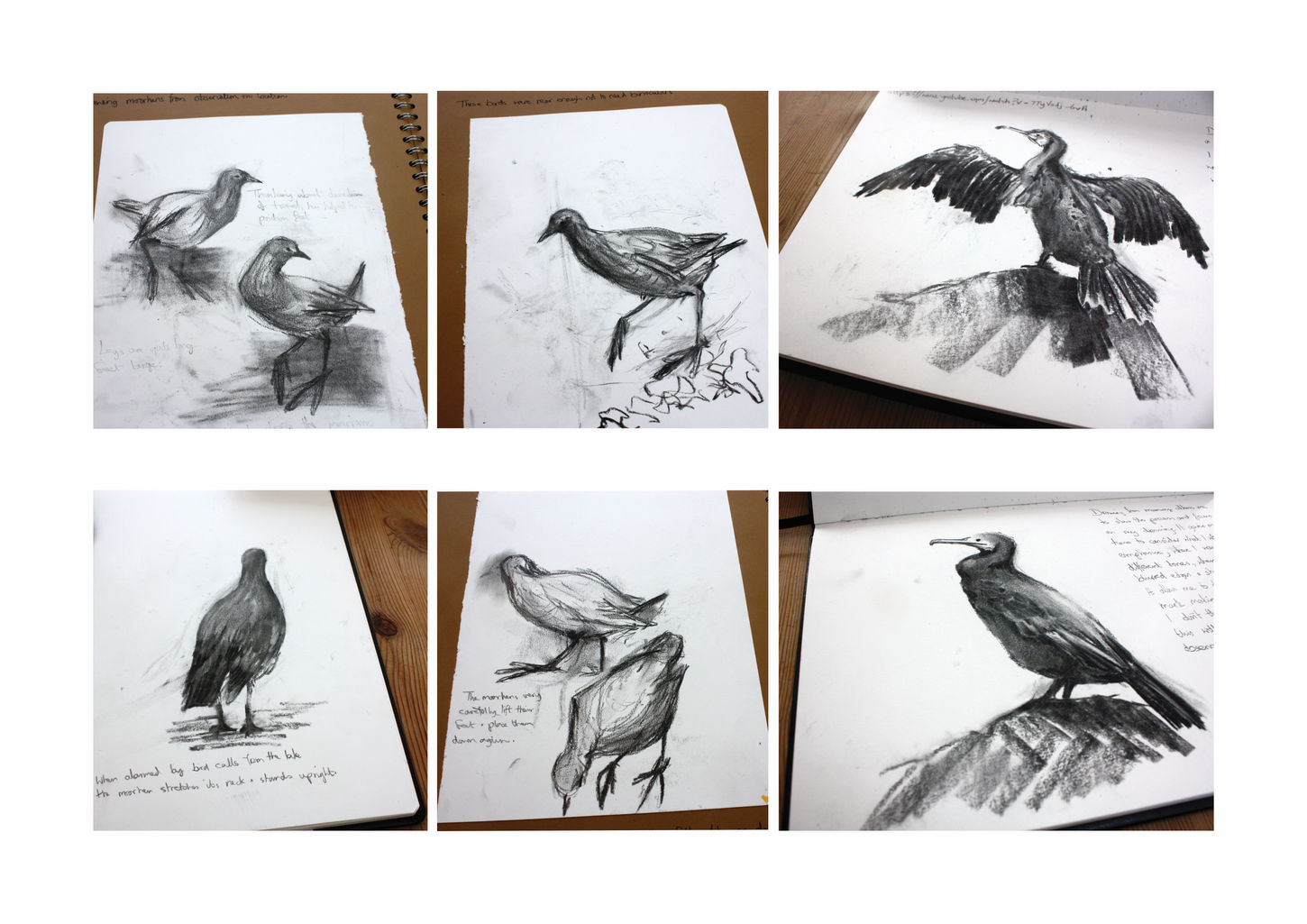 Small Vivien Portfolio p21 moorhensketch jpegwix.jpg