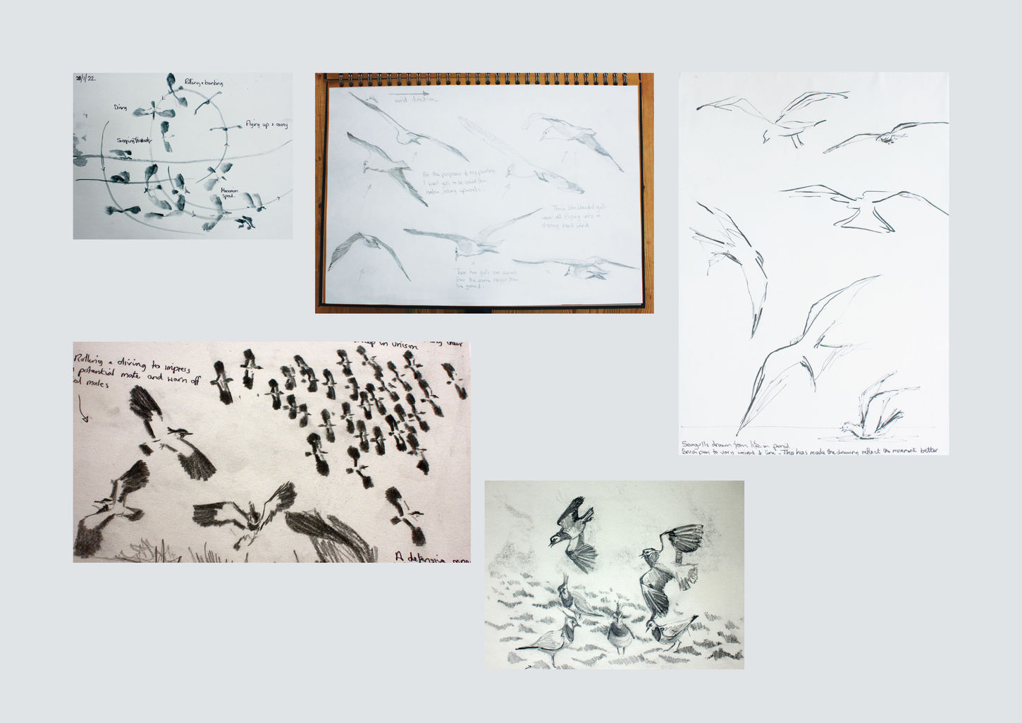 Small Vivien Portfolio p28 flying sketches jpegwix.jpg
