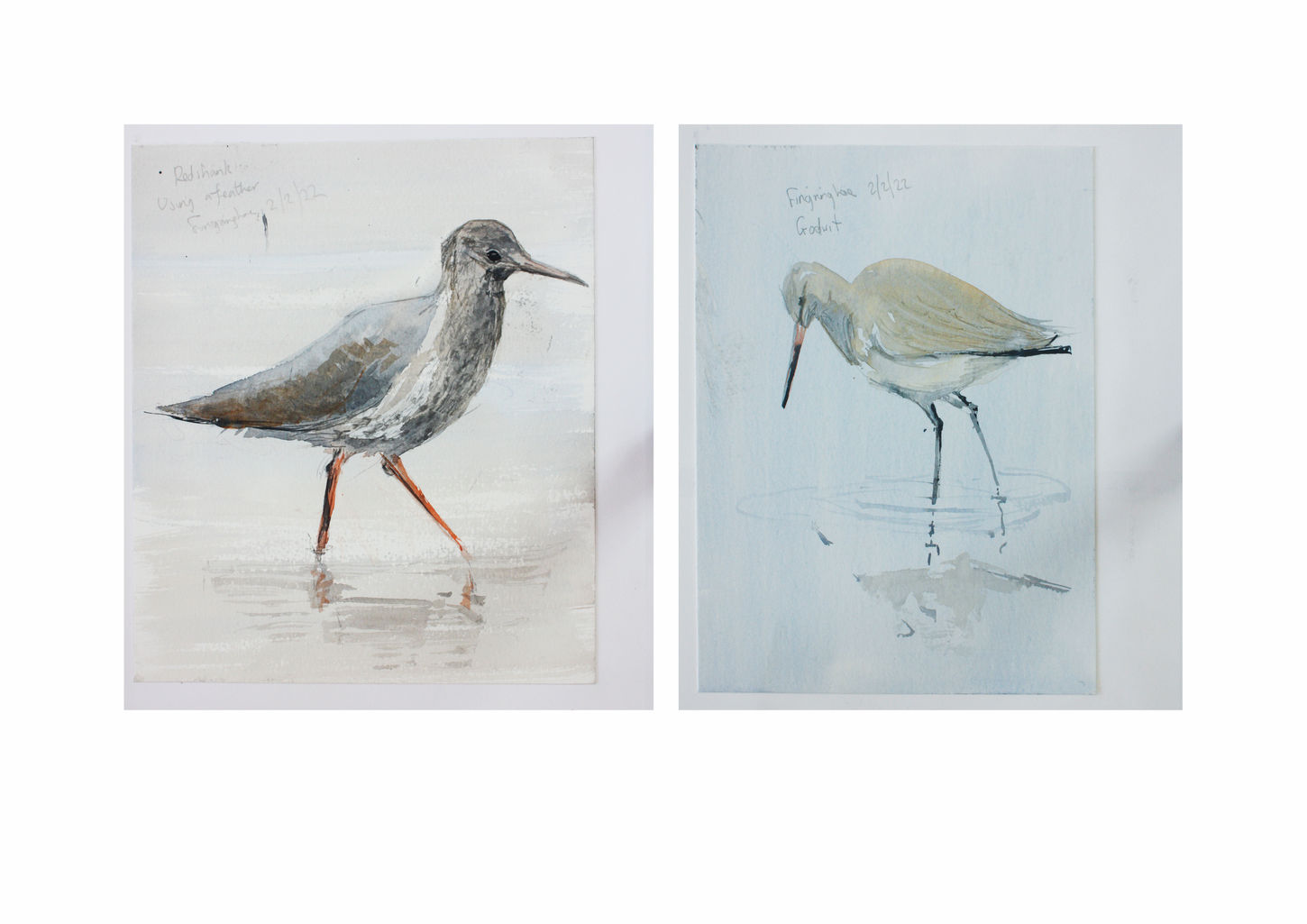 small redshank jpegwix.jpg