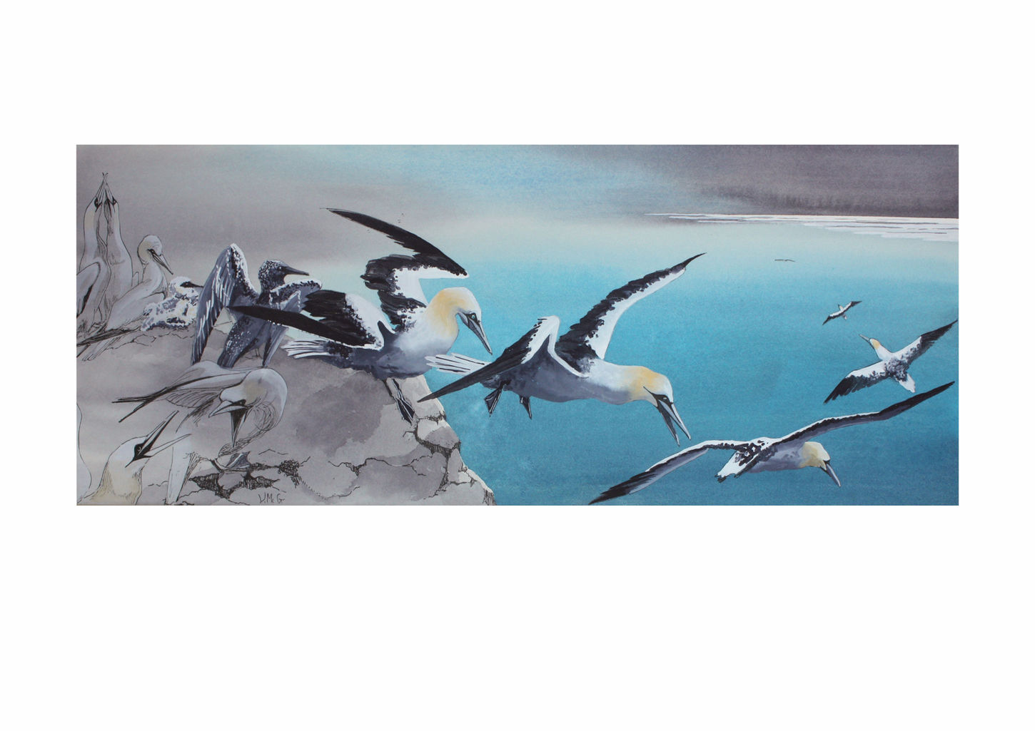 Gannets 1 small jpegwix.jpg