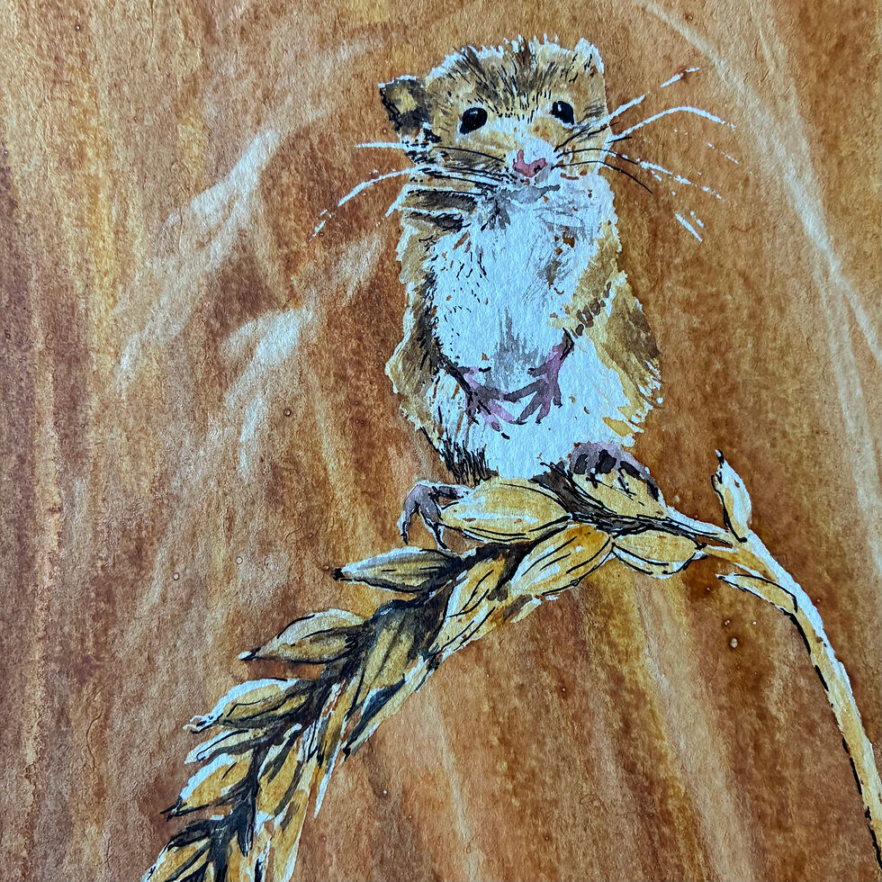 Harvest Mouse- Nature in Watercolours at Abberton