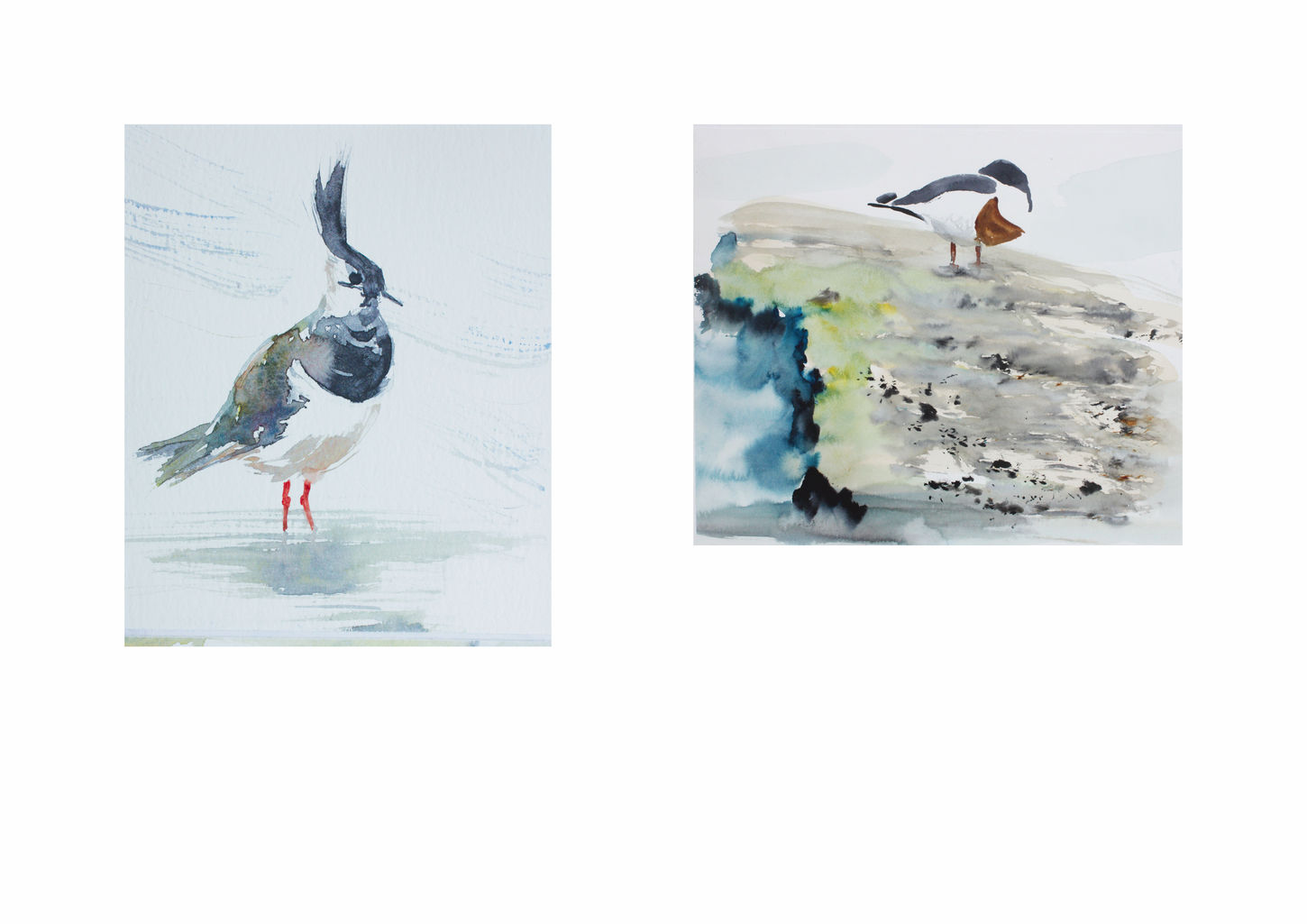 Lapwing small jpegwix.jpg