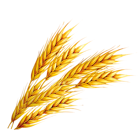 trigo.png