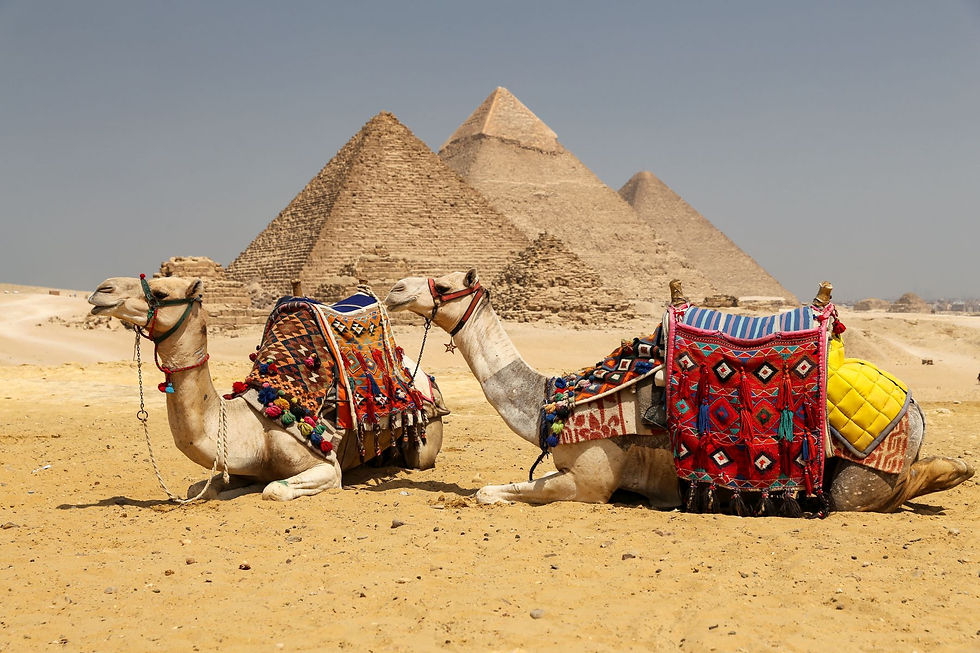 Camels and pyramids.jpg