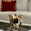 Miniature : Bougie BAOBAB - BLACK PEARLS 35