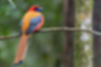 Whitehead's Trogon (Harpactes whiteheadi)_MOUNT KINABALU_K2A1157 copia.jpg.jpeg