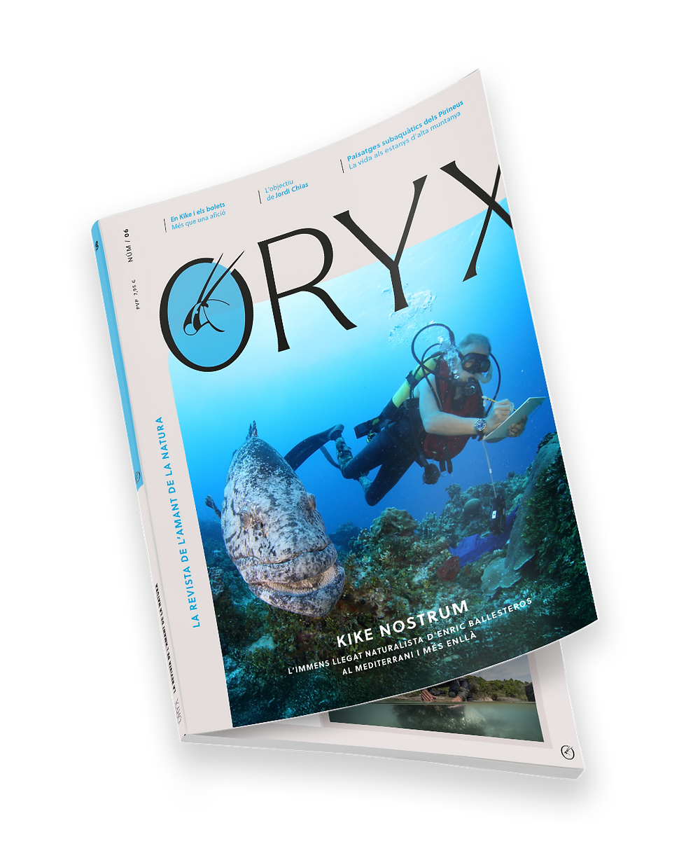 revista 3d 6 cat web.png