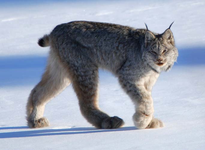Canadian lynx, by Keith Williams