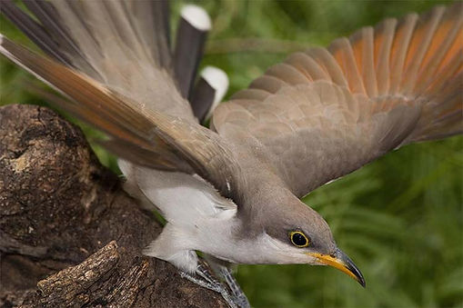 w1_yellow-billed_cuckoo_audubon.jpg