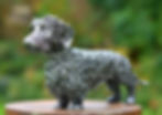 Wire haired Dachshund