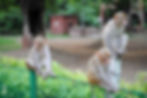 monkey party