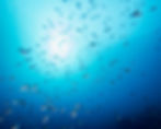 fish with sun