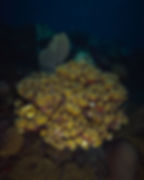 star coral