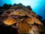 banded coral shrimp