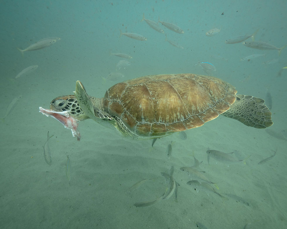 green sea turtle