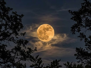 Moonlight Magic