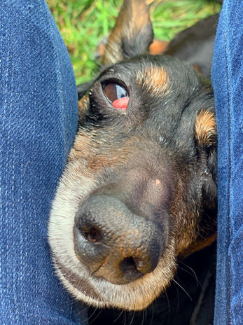 Chance of Chance of a Lifetime Dachshund Rescue. We rescue in his honor.