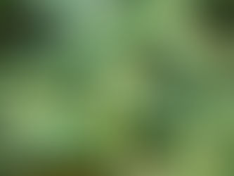 I BENEFICI SEGRETI DELLA PIANTA DELL’ INDIA, PAKISTAN E BANGLADESH