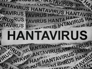 HANTAVIRUS: COSA SAPERE SUL CONTAGIO, RISCHI E PREVENZIONE