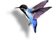 animated-hummingbird-image-0038.gif