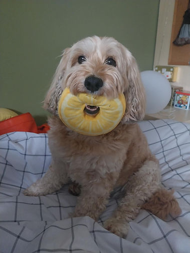 donut.jpeg