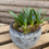 Thumbnail: Grape hyacinth in beautiful grey pot 