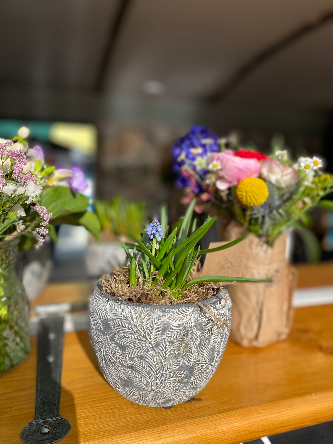 Grape hyacinth in beautiful grey pot 