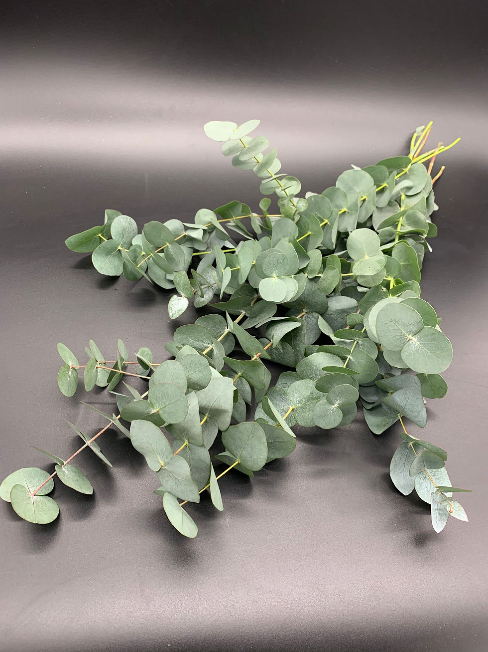 Gold Eucalyptus bunch
