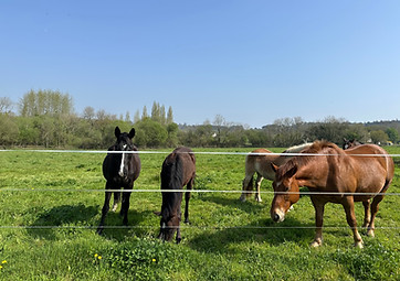 chevaux au pré