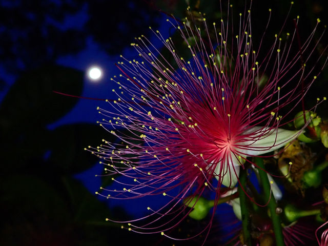 サガリバナカヤック