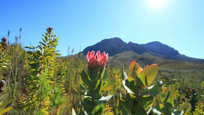 南アフリカ／South Africa