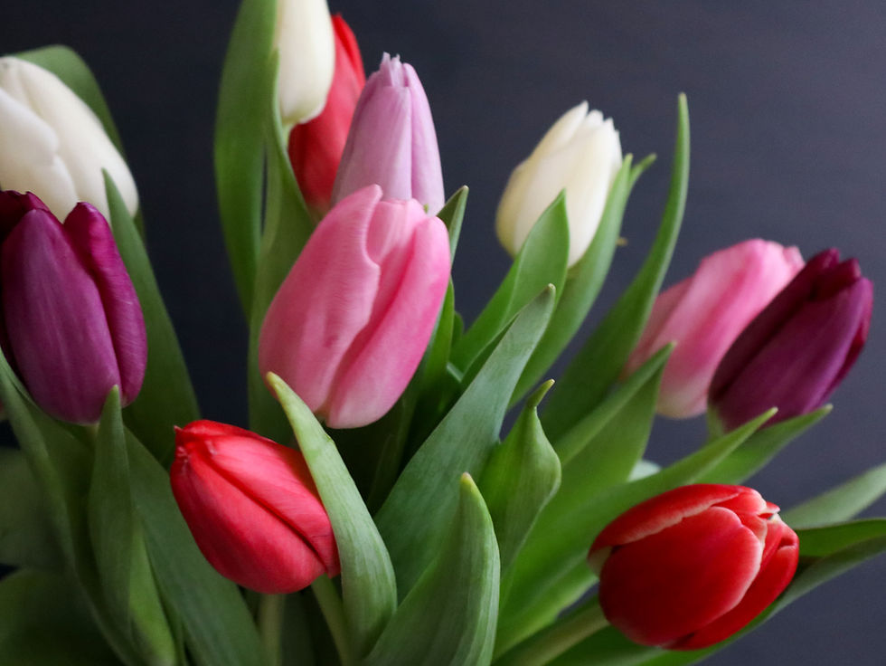 Tulipas coloridas para encomenda de flores online