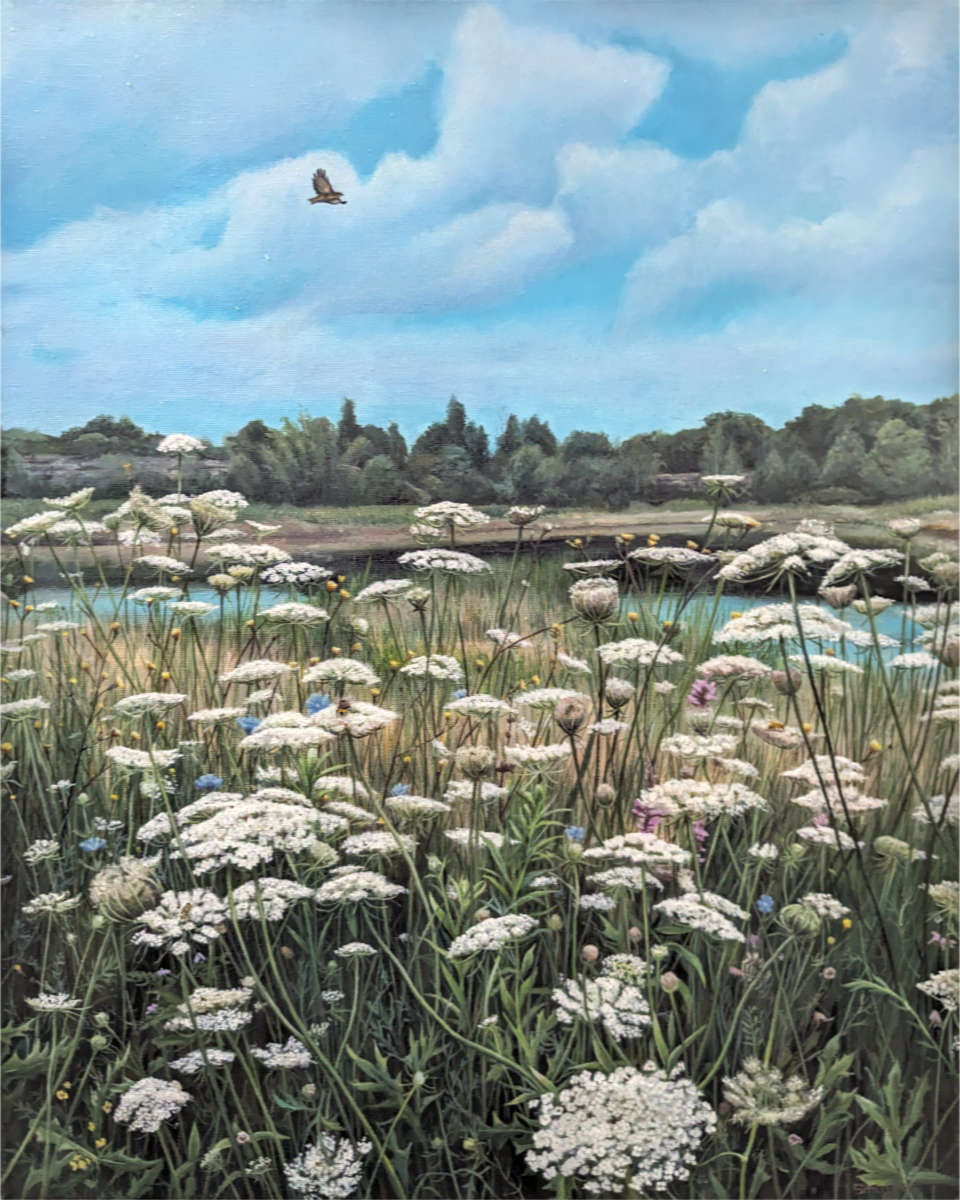 Queen Anne's Lace