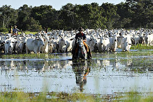 MANDRIA AL GUADO
