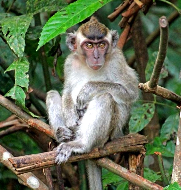 MACACO INDONESIANO