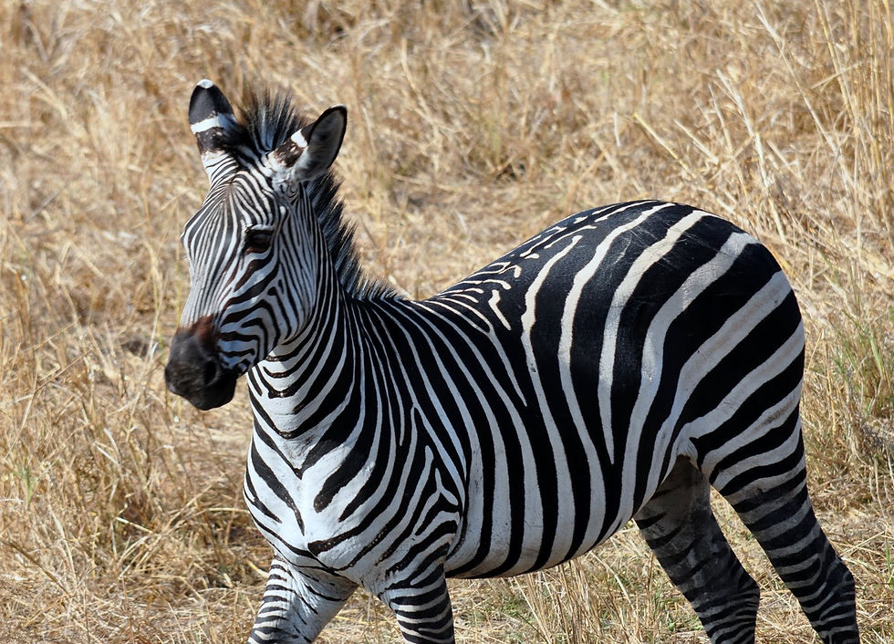 ZEBRA