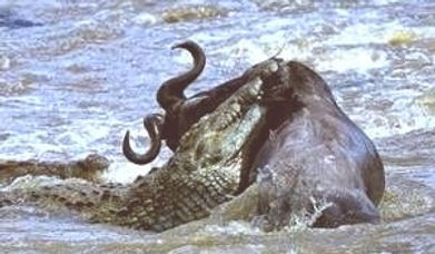 COCCODRILLOMARA.jpg