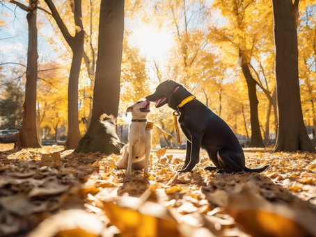 Join the Pack: Share Your Heartwarming Dog Adoption Tale